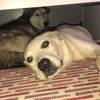 nala_bella_and_friends