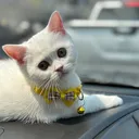 @aminkhan46236