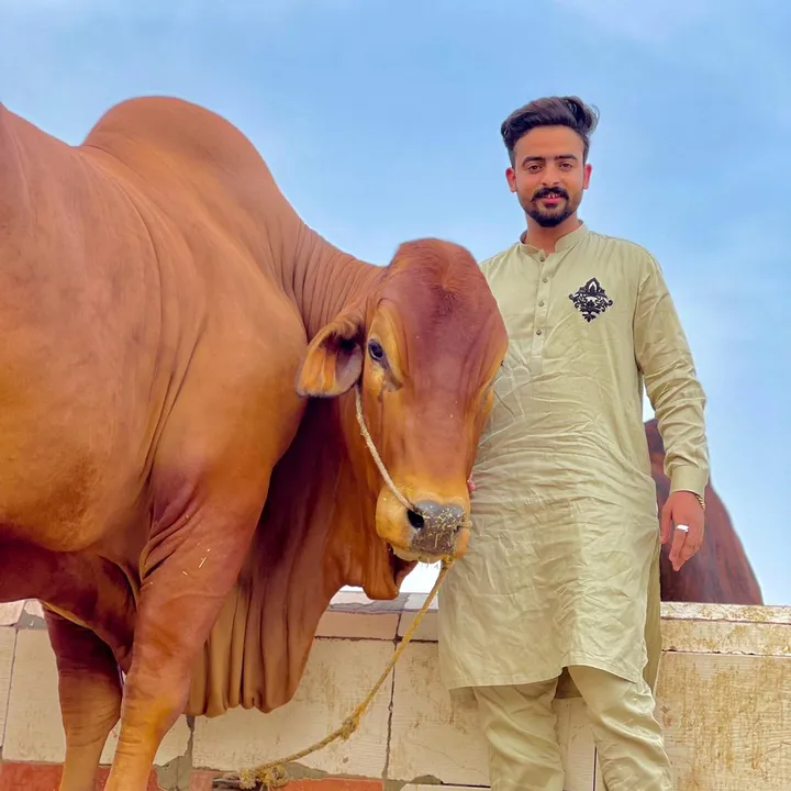 @sheraz_shahid_rajput