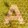 the2bee2buzz