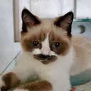 @klyaksacat