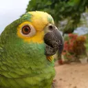 @papagaio_chico