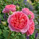 @the.lush.garden