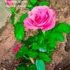 ameena.ammeena