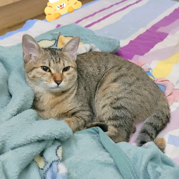 meodepgai_2