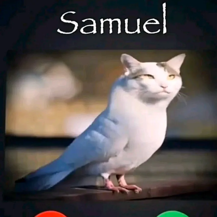 @sigma.samuelcatbird2