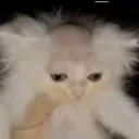 @calvoeditor2