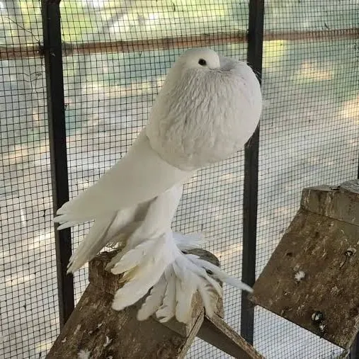 @quality.birds.ajk