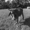 amnat_1422