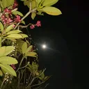 @murasimani