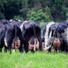 daily.dairy.farm
