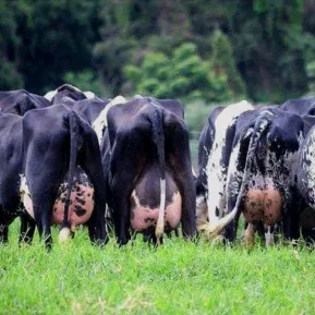 daily.dairy.farm
