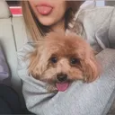 @mollvymq