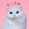 mocchinu