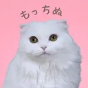 @mocchinu