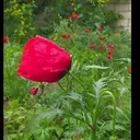 @_____lale____