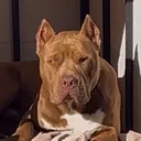 @pitbulldz
