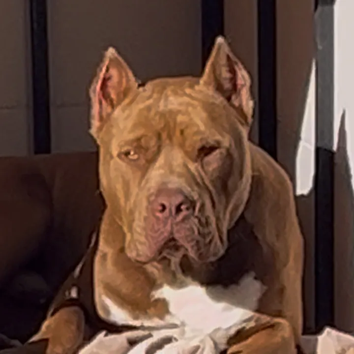@pitbulldz