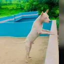 @gultairdoglover1