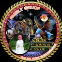 @nelvafebrimaizona