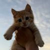 chancethegingercat