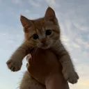 @chancethegingercat