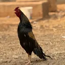 @khayam_9