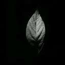 @asilbey.44