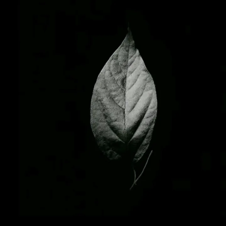 @asilbey.44