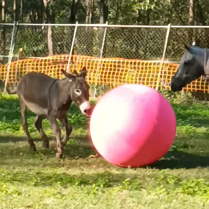 tacothewonderdonkey