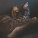 @cheeseball657