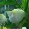 molyfishrich