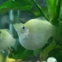 @molyfishrich