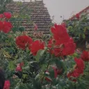 @hoahongtocngan