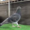 neko.neko.hato