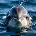 @dolphin_5689