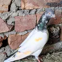 @lucky.rajput839