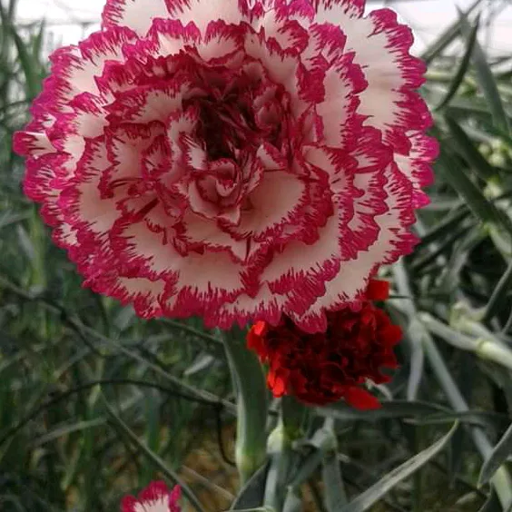 sapanabamthakuri123
