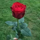 @sunita.negi