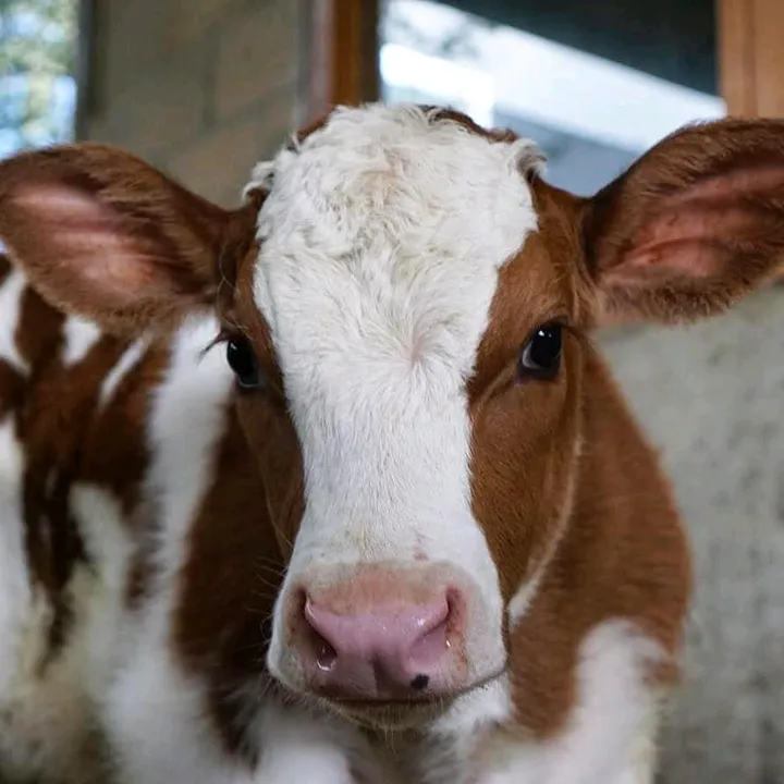 @cows_farm_254