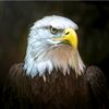 kartal___1111111