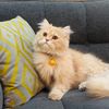 cococats22