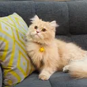 @cococats22