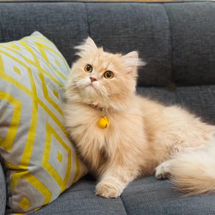 cococats22