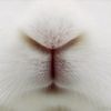 bunniesdiscord_
