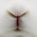 @bunniesdiscord_