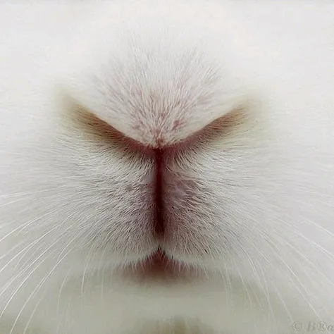 bunniesdiscord_