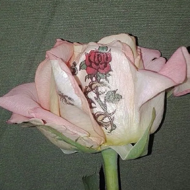 @coldsiemens000