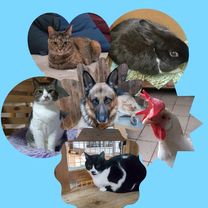 animalm07
