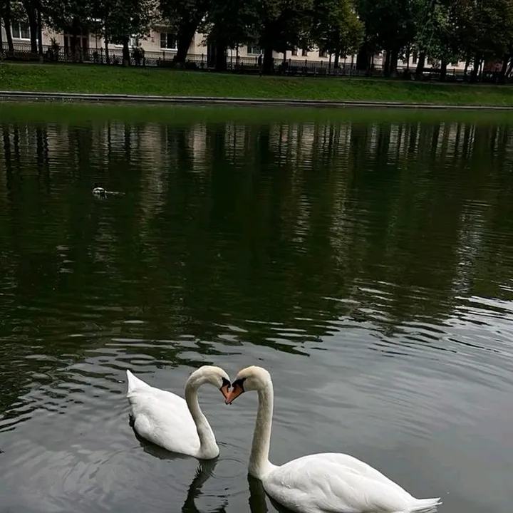 valentinablossom15